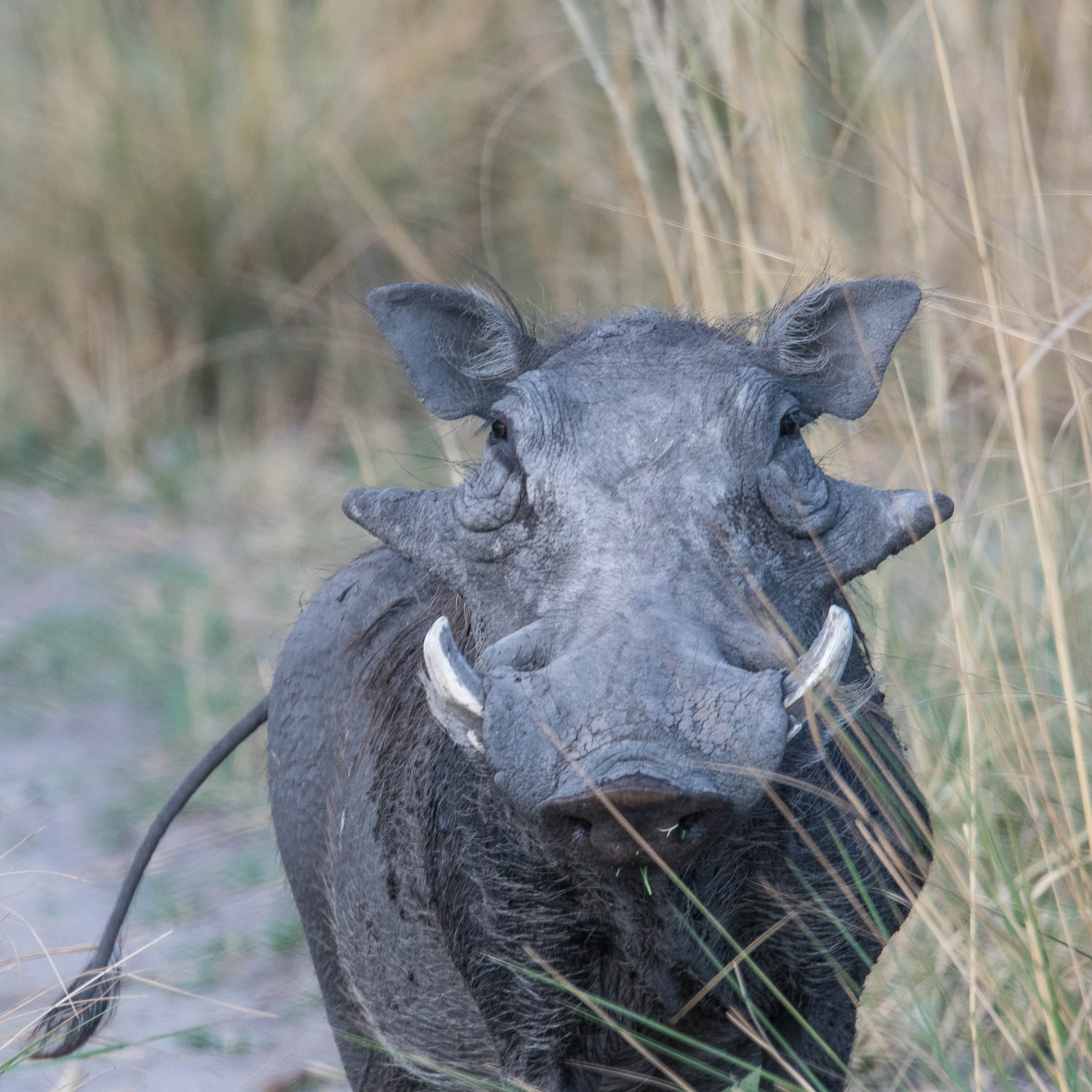 Phacochère commun (Warthog, Phacochoerus africanus), portrait d’un mâle, Réserve de Kwando, Delta de l'Okavango, Botswana.